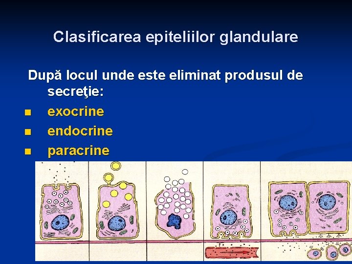 Clasificarea epiteliilor glandulare După locul unde este eliminat produsul de secreţie: n exocrine n