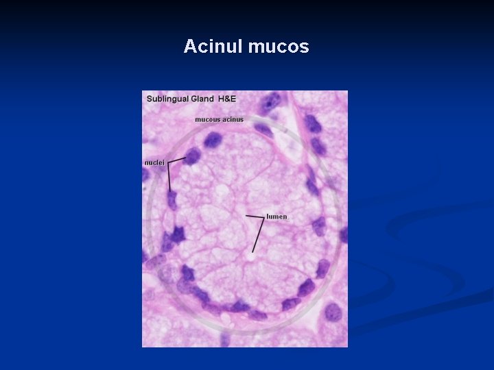 Acinul mucos 