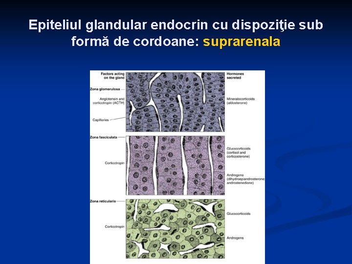 Epiteliul glandular endocrin cu dispoziţie sub formă de cordoane: suprarenala 