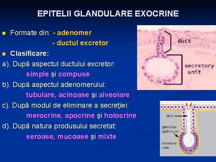 EPITELII GLANDULARE EXOCRINE Formate din: - adenomer - ductul excretor n Clasificare: a). După