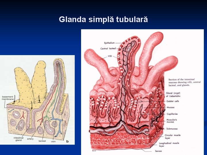 Glanda simplă tubulară 