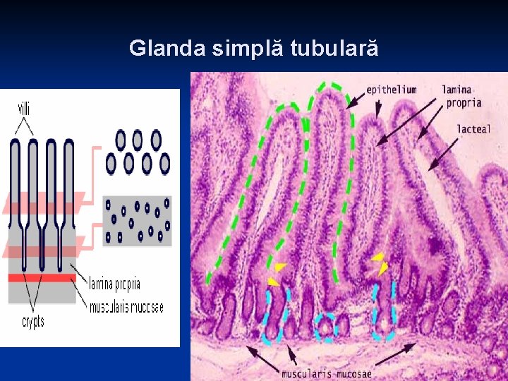 Glanda simplă tubulară 