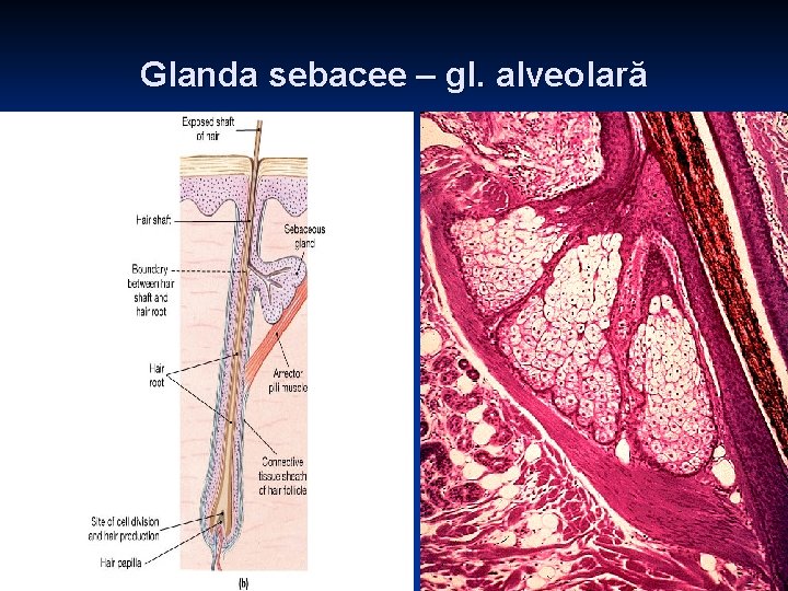 Glanda sebacee – gl. alveolară 