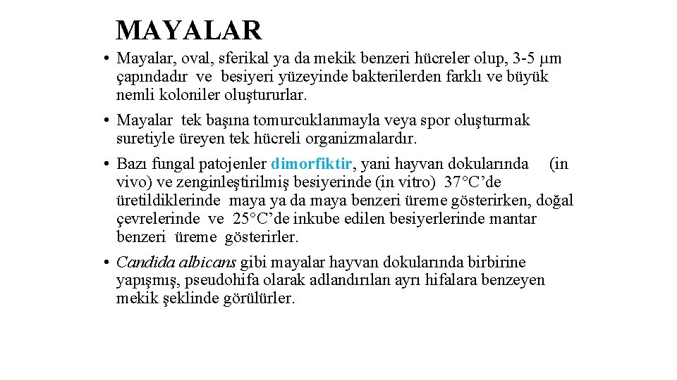 MAYALAR • Mayalar, oval, sferikal ya da mekik benzeri hücreler olup, 3 -5 µm