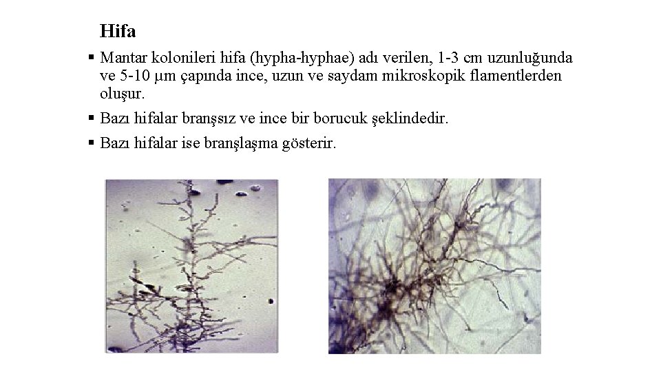 Hifa § Mantar kolonileri hifa (hypha-hyphae) adı verilen, 1 -3 cm uzunluğunda ve 5