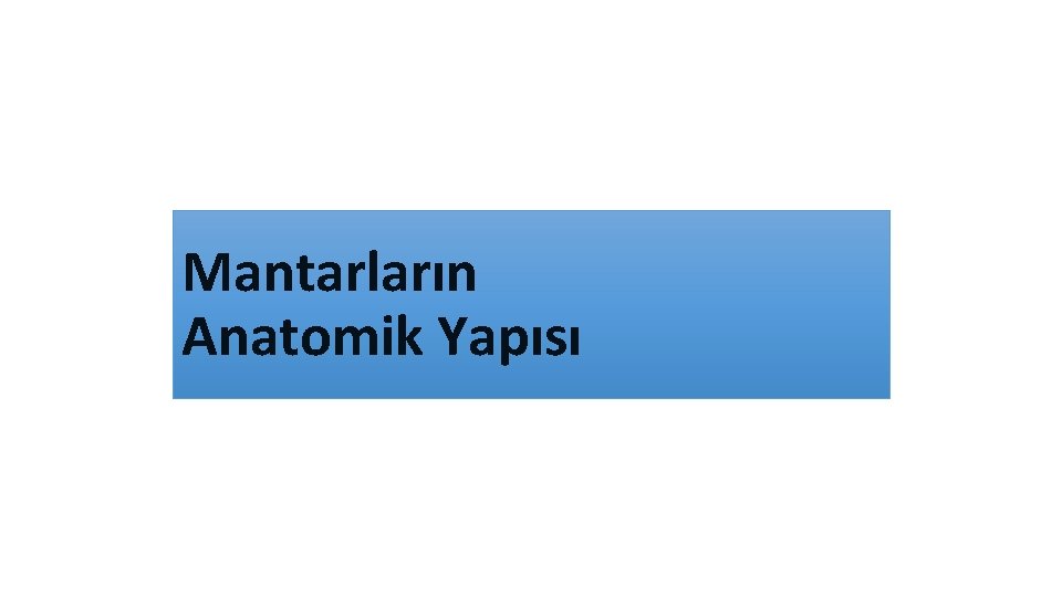 Mantarların Anatomik Yapısı 