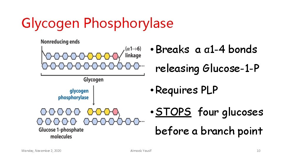 Glycogen Phosphorylase • Breaks a α 1 -4 bonds releasing Glucose-1 -P • Requires