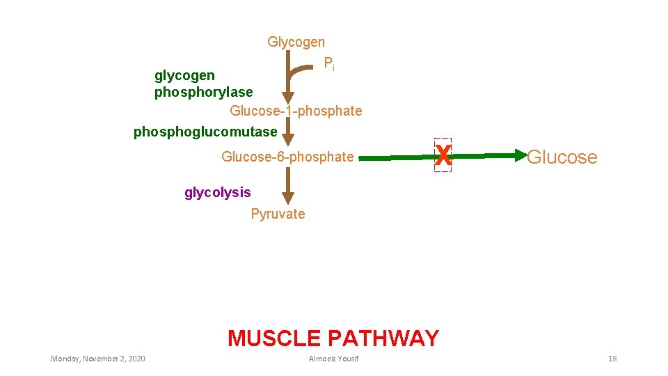 Glycogen Pi glycogen phosphorylase Glucose-1 -phosphate phosphoglucomutase Glucose-6 -phosphate X Glucose glycolysis Pyruvate MUSCLE
