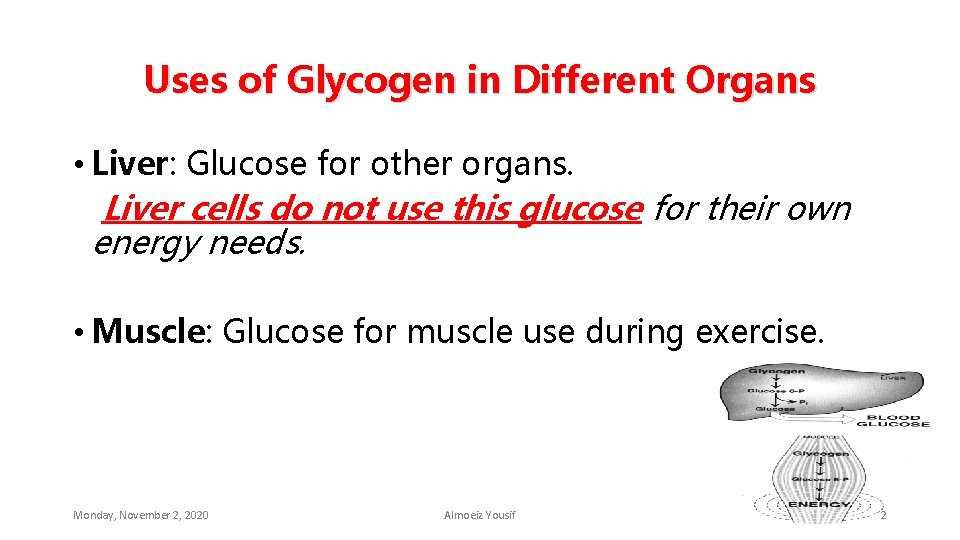 Uses of Glycogen in Different Organs • Liver: Glucose for other organs. Liver cells