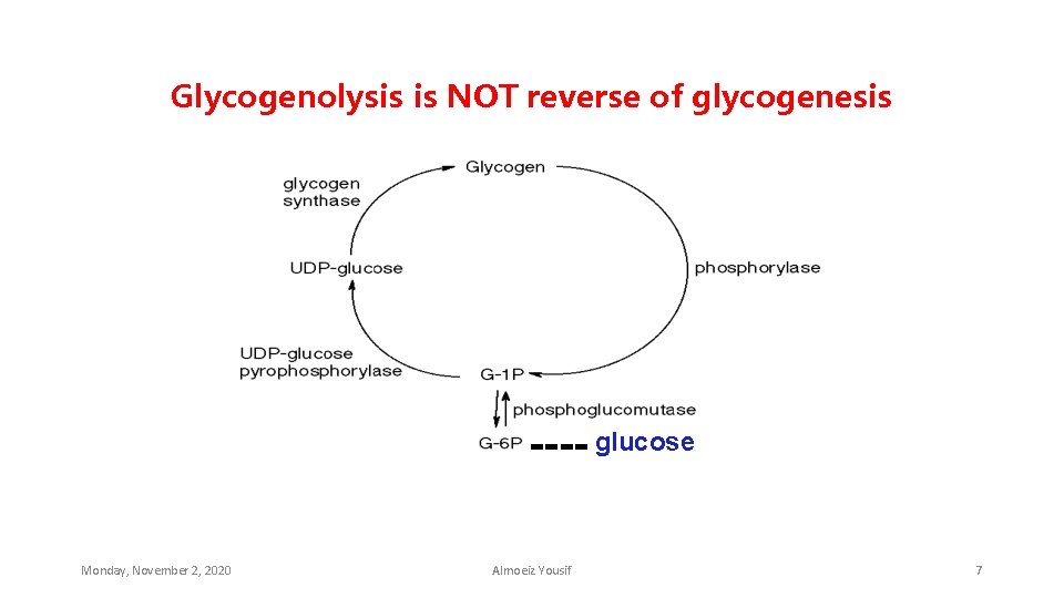 Glycogenolysis is NOT reverse of glycogenesis ---Monday, November 2, 2020 Almoeiz Yousif glucose 7