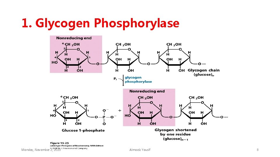 1. Glycogen Phosphorylase Monday, November 2, 2020 Almoeiz Yousif 8 
