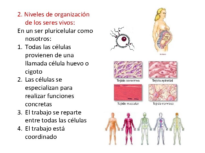 2. Niveles de organización de los seres vivos: En un ser pluricelular como nosotros: