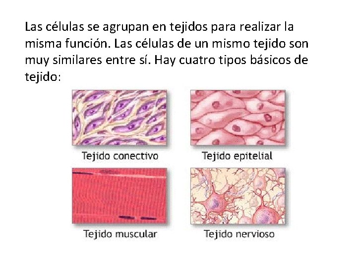 Las células se agrupan en tejidos para realizar la misma función. Las células de