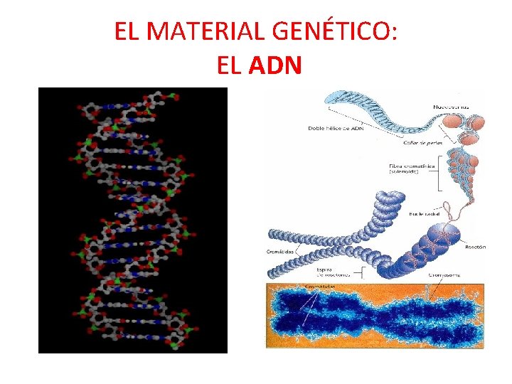 EL MATERIAL GENÉTICO: EL ADN 