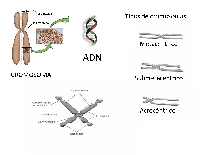 Tipos de cromosomas Metacéntrico ADN CROMOSOMA Submetacéntrico Acrocéntrico 