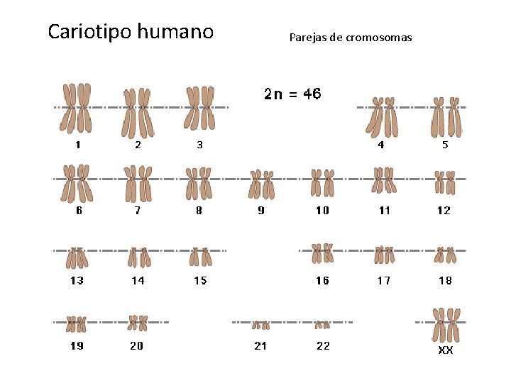 Cariotipo humano Parejas de cromosomas 