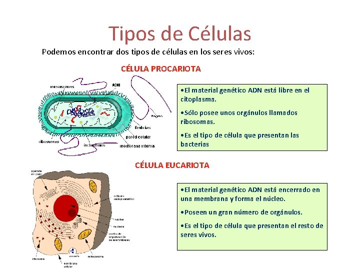 Tipos de Células Podemos encontrar dos tipos de células en los seres vivos: CÉLULA