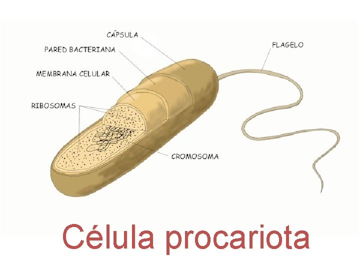 Célula procariota 