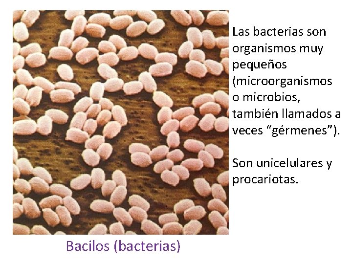 Las bacterias son organismos muy pequeños (microorganismos o microbios, también llamados a veces “gérmenes”).