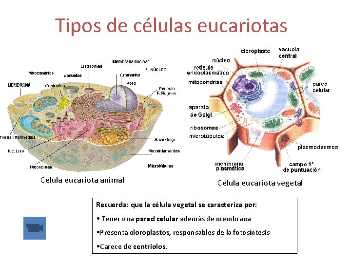 Tipos de células eucariotas Célula eucariota animal Célula eucariota vegetal Recuerda: que la célula