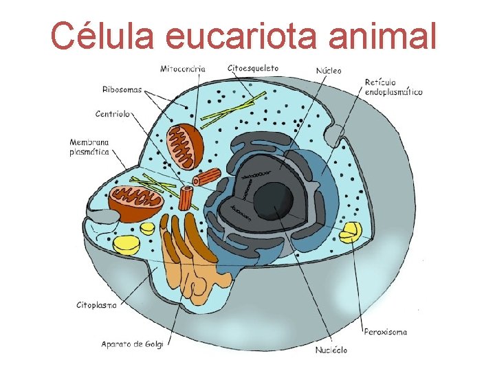 Célula eucariota animal 