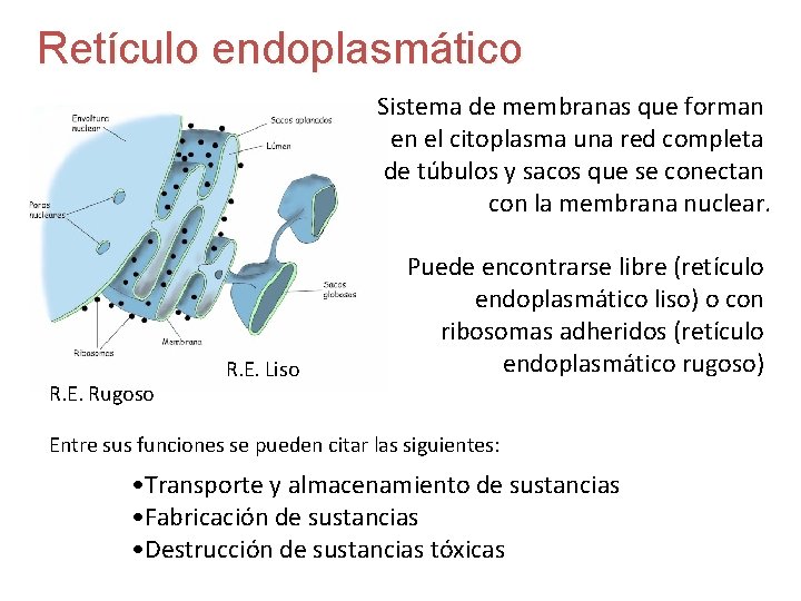 Retículo endoplasmático Sistema de membranas que forman en el citoplasma una red completa de