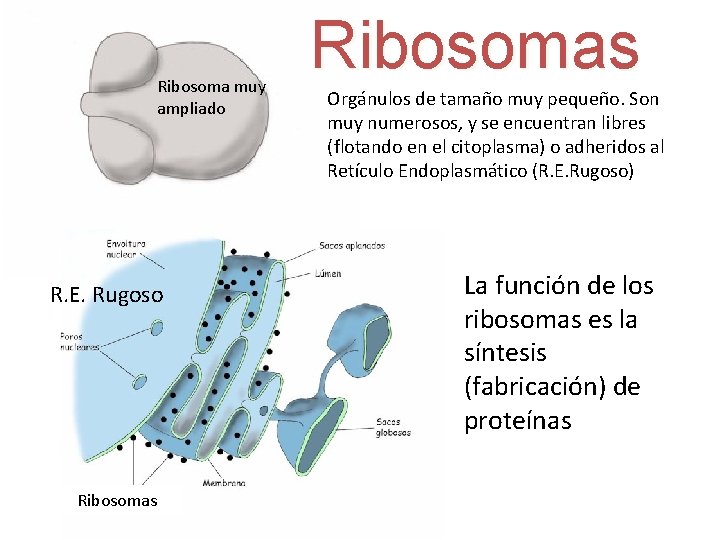 Ribosoma muy ampliado R. E. Rugoso Ribosomas Orgánulos de tamaño muy pequeño. Son muy