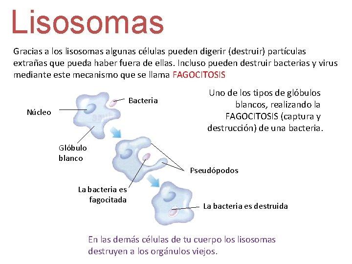 Lisosomas Gracias a los lisosomas algunas células pueden digerir (destruir) partículas extrañas que pueda