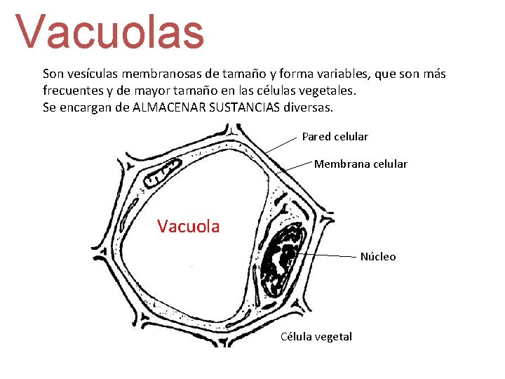 Vacuolas Son vesículas membranosas de tamaño y forma variables, que son más frecuentes y