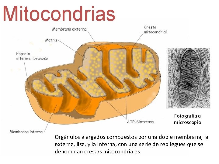 Mitocondrias Fotografía a microscopio Orgánulos alargados compuestos por una doble membrana, la externa, lisa,