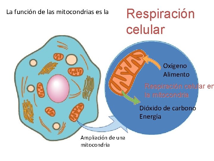 La función de las mitocondrias es la Respiración celular Oxígeno Alimento Respiración celular en