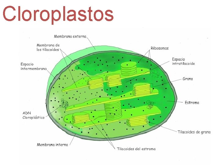 Cloroplastos 