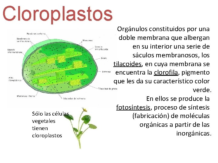 Cloroplastos Sólo las células vegetales tienen cloroplastos Orgánulos constituidos por una doble membrana que