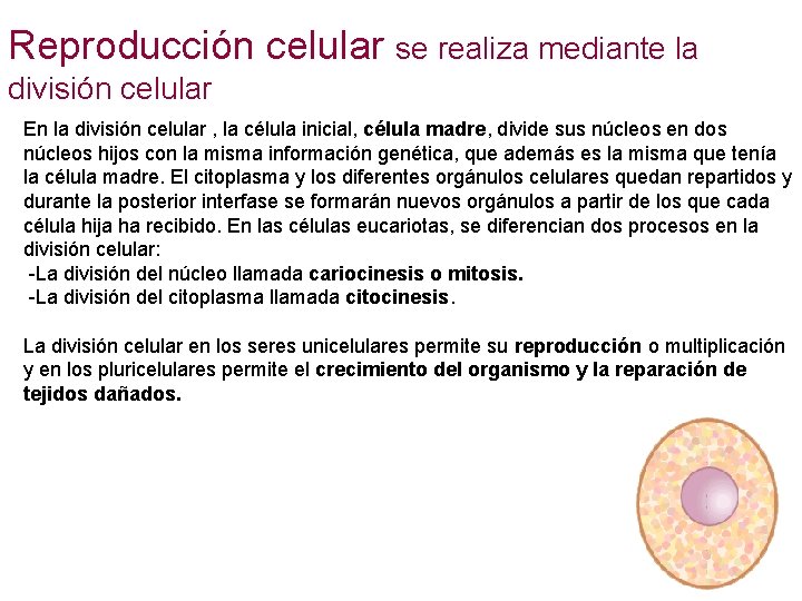 Reproducción celular se realiza mediante la 3 división celular En la división celular ,