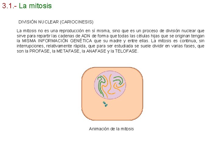 3. 1. - La mitosis DIVISIÓN NUCLEAR (CARIOCINESIS) La mitosis no es una reproducción