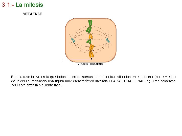 3. 1. - La mitosis METAFASE Es una fase breve en la que todos