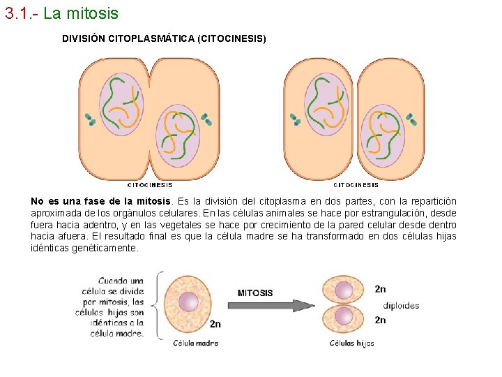 3. 1. - La mitosis DIVISIÓN CITOPLASMÁTICA (CITOCINESIS) No es una fase de la