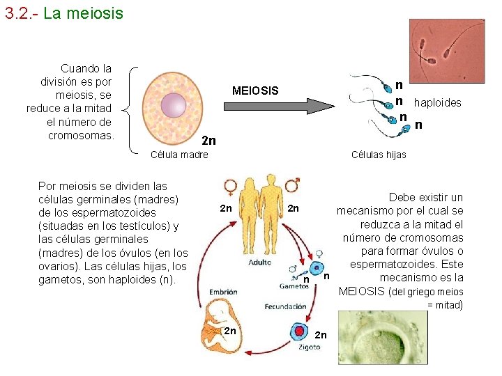 3. 2. - La meiosis Cuando la división es por meiosis, se reduce a