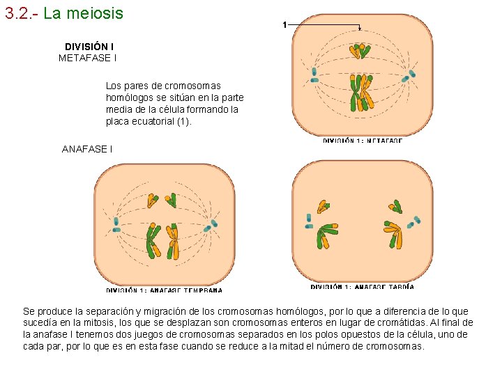 3. 2. - La meiosis DIVISIÓN I METAFASE I Los pares de cromosomas homólogos
