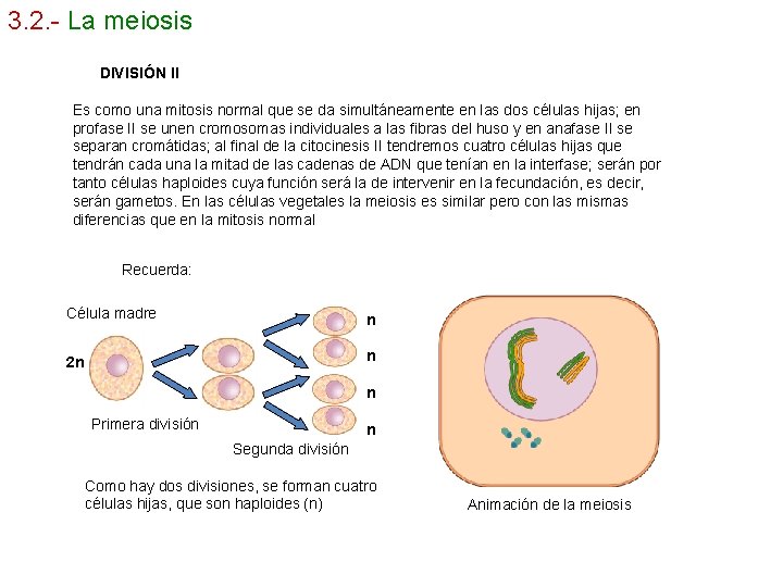 3. 2. - La meiosis DIVISIÓN II Es como una mitosis normal que se