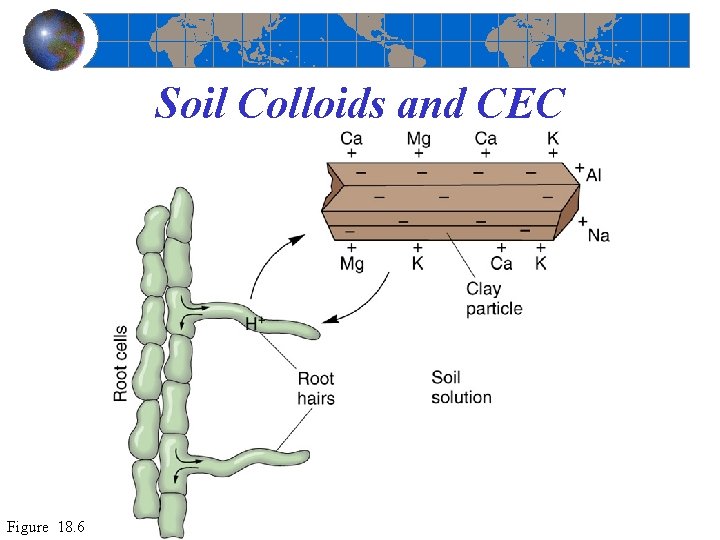 Soil Colloids and CEC Figure 18. 6 