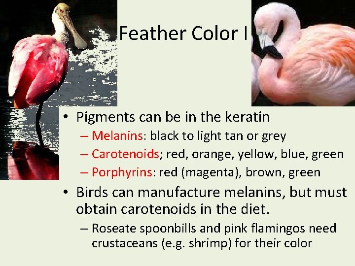 Feather Color I • Pigments can be in the keratin – Melanins: black to