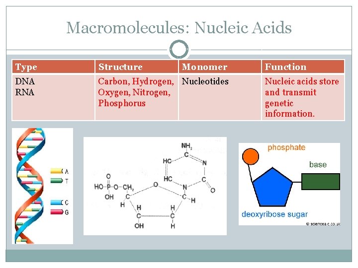 Macromolecules: Nucleic Acids Type Structure Monomer DNA RNA Carbon, Hydrogen, Nucleotides Oxygen, Nitrogen, Phosphorus