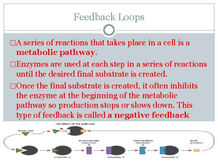 Feedback Loops �A series of reactions that takes place in a cell is a