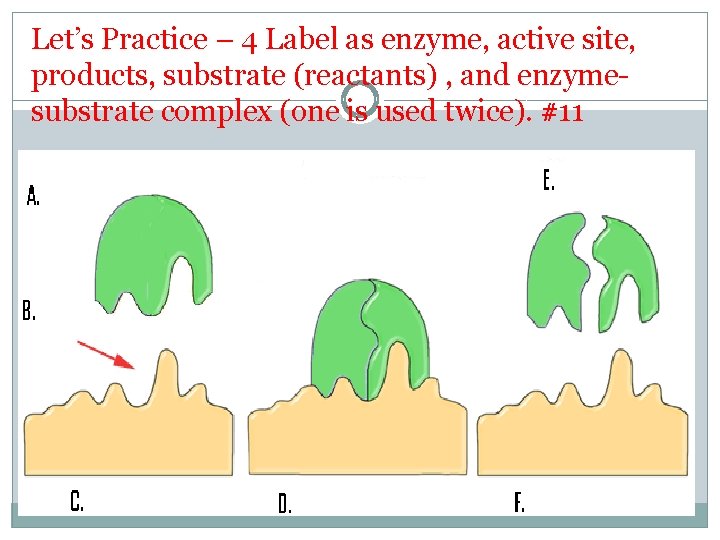 Let’s Practice – 4 Label as enzyme, active site, products, substrate (reactants) , and