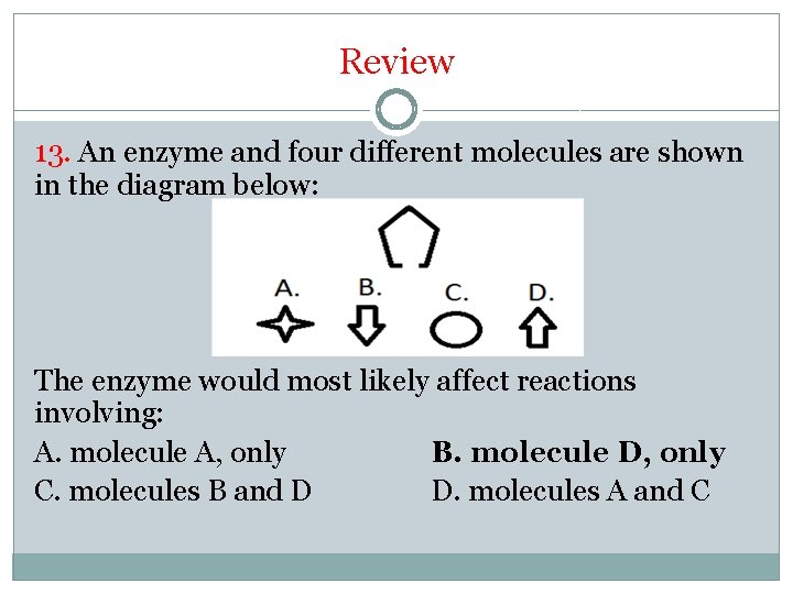 Review 13. An enzyme and four different molecules are shown in the diagram below:
