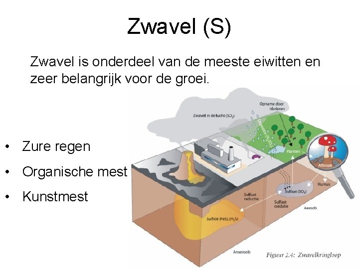 Zwavel (S) Zwavel is onderdeel van de meeste eiwitten en zeer belangrijk voor de