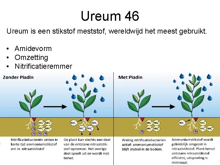 Ureum 46 Ureum is een stikstof meststof, wereldwijd het meest gebruikt. • Amidevorm •