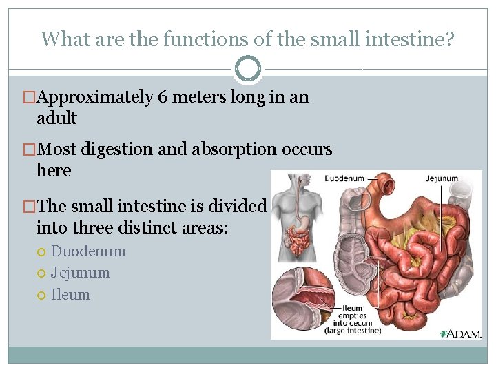 What are the functions of the small intestine? �Approximately 6 meters long in an