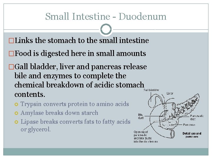 Small Intestine - Duodenum �Links the stomach to the small intestine �Food is digested
